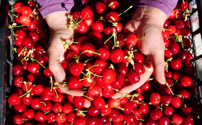 Türk kirazında ihracat rekoru bekleniyor